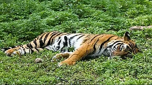 महाराष्ट्र में इस साल जनवरी से अप्रैल के बीच 22 बाघों की मौत, सरकार ने विधानसभा में दी जानकारी