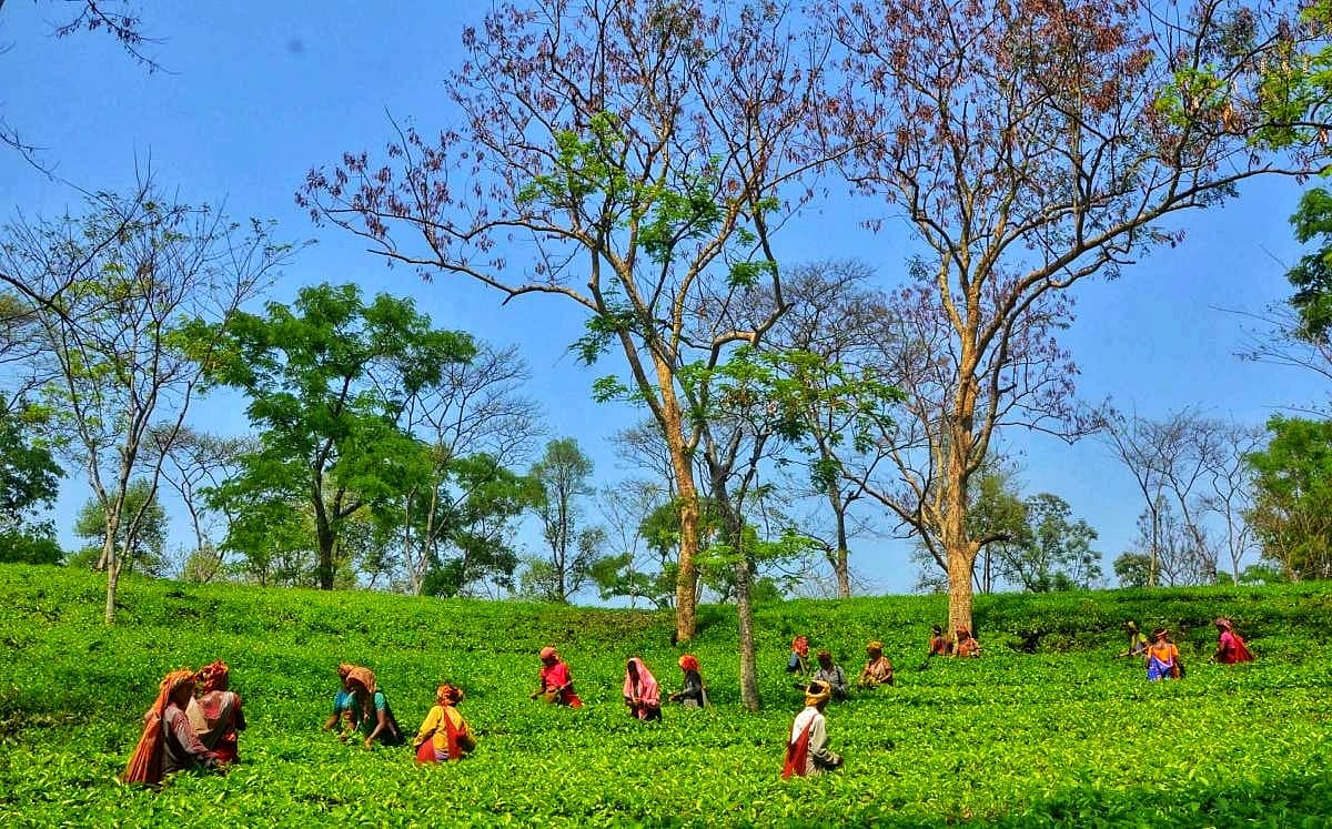 अर्थतंत्र की खबरें: त्रिपुरा के सबसे बड़े चाय बागान के उत्पादन में गिरावट और सोना-चांदी के दाम में गिरावट