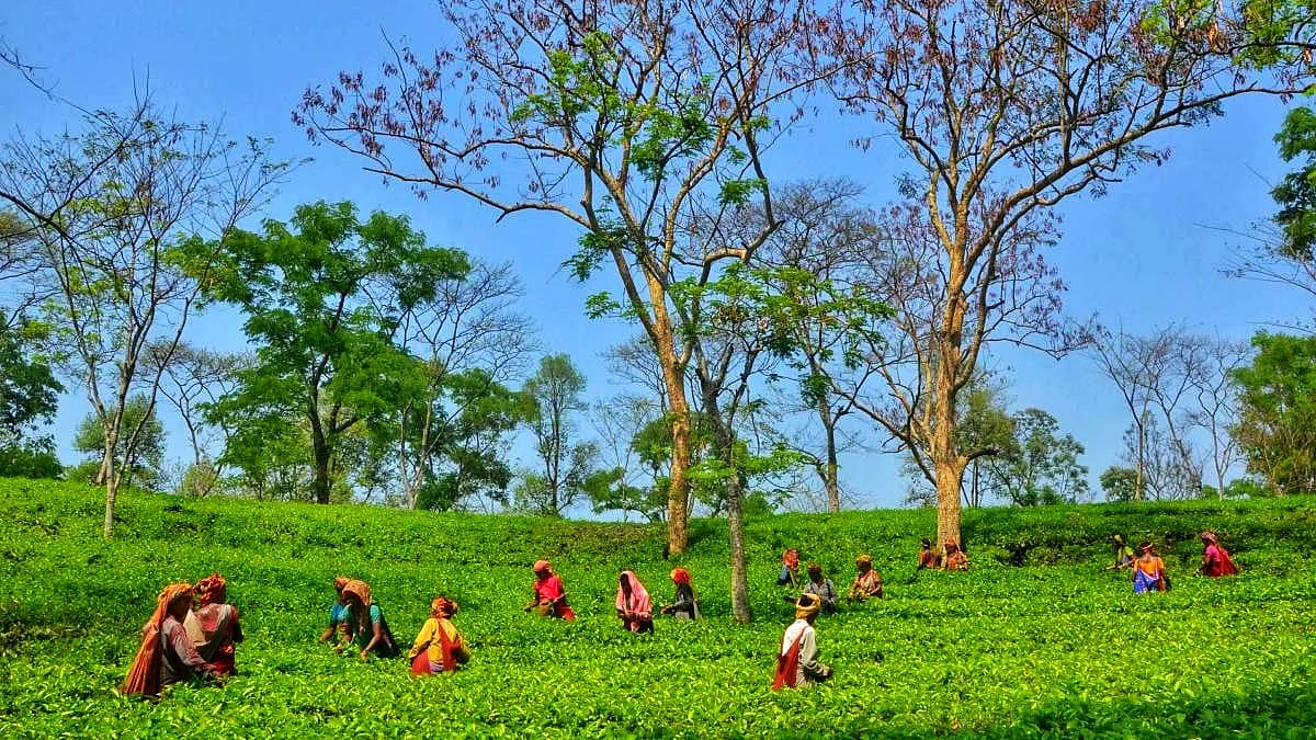 फोटो: सोशल मीडिया