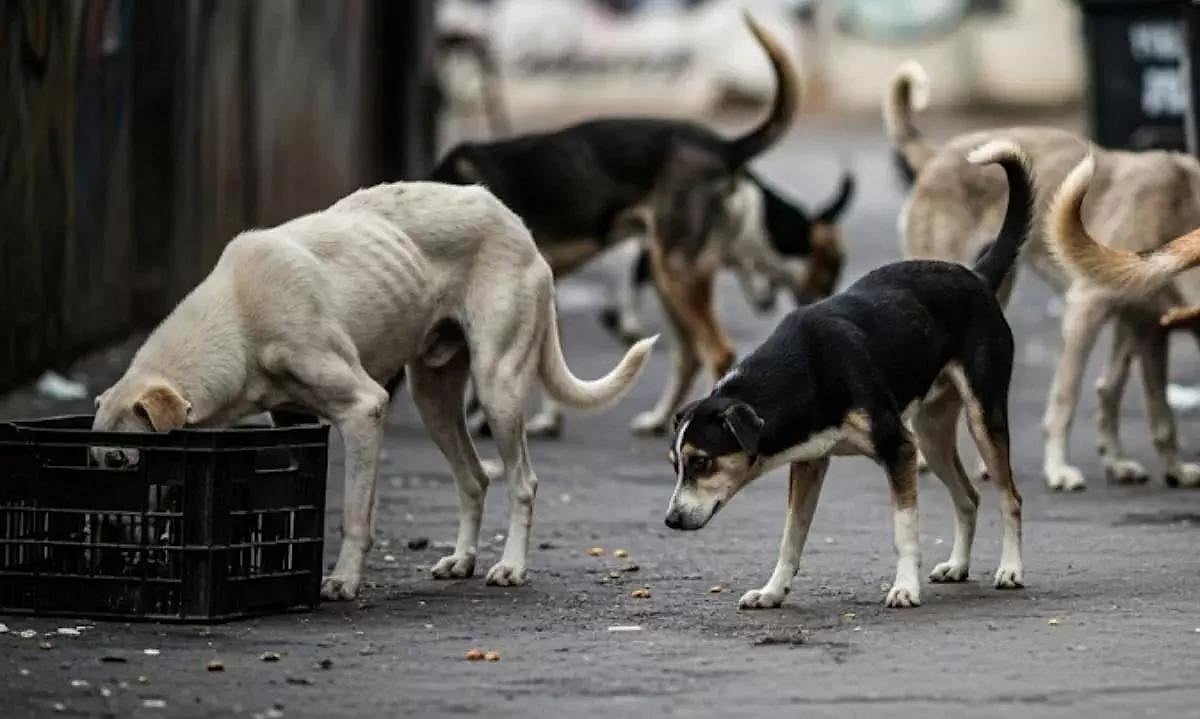 'आवारा कुत्तों से मुक्त हो दिल्ली-NCR', सुप्रीम कोर्ट ने आवारा कुत्तों को हटाने का दिया आदेश, कहा- देरी बर्दाश्त नहीं 