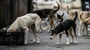 'आवारा कुत्तों से मुक्त हो दिल्ली-NCR', सुप्रीम कोर्ट ने आवारा कुत्तों को हटाने का दिया आदेश, कहा- देरी बर्दाश्त नहीं