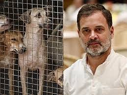SC के आवारा कुत्तों पर फैसले पर राहुल गांधी बोले- दिल्ली-NCR से आवारा कुत्तों को हटाना अमानवीय, ये बेजुबान...