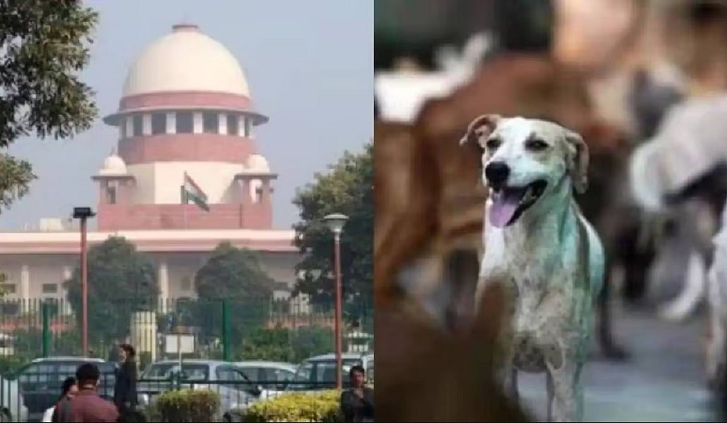 आवारा कुत्तों के मामले में सुप्रीम कोर्ट में फिर होगी सुनवाई, 14 अगस्त को तीन जजों की नई पीठ सुनेगी मामला