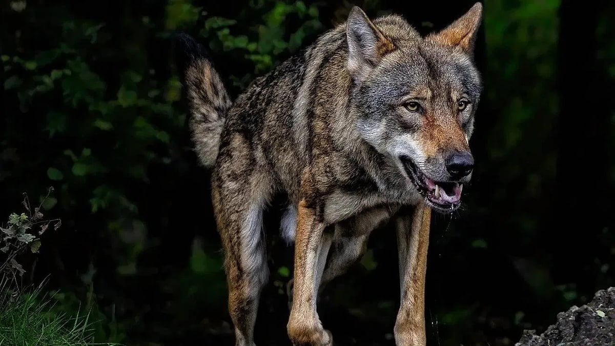 यूपी के बहराइच में आदमखोर भेड़ियों का आतंक, मां के पास से बच्ची को उठा ले गया भेड़िया, 3 महीने में 11 मौतें