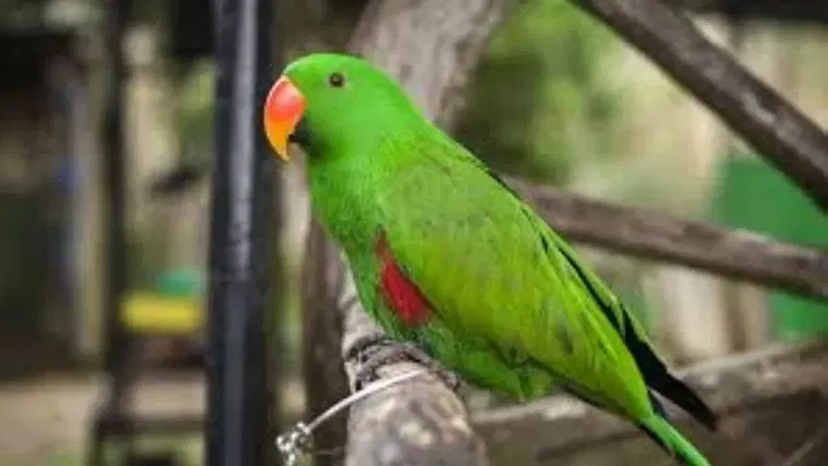 फोटो: सोशल मीडिया