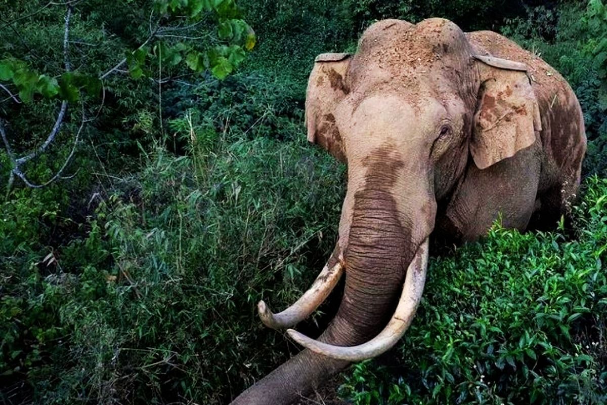 झारखंड में जंगली हाथी का कहर: एक ही परिवार के 4 सदस्यों समेत 6 की मौत, पूरे इलाके में दहशत