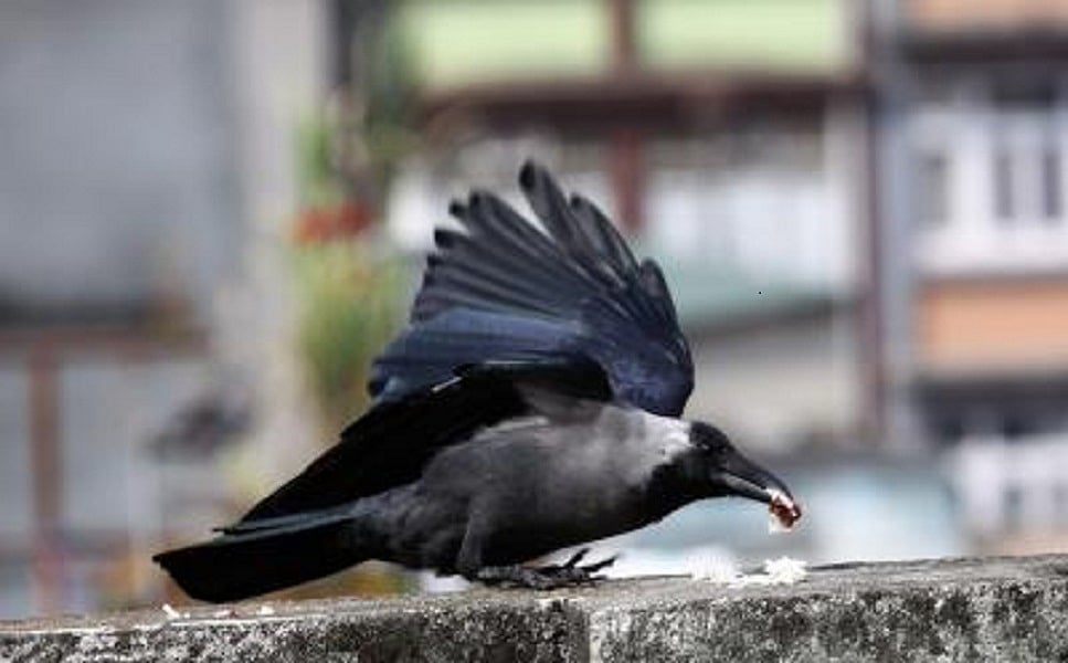 बिहार: भागलपुर में अचानक बड़ी संख्या में कौवों की मौत से हड़कंप, बर्ड फ्लू की आशंका से दहशत
