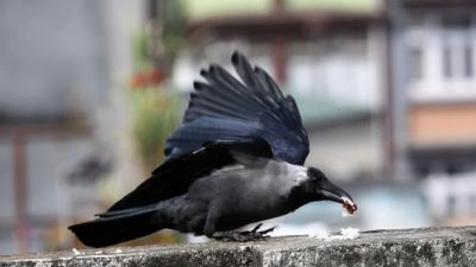 बिहार: भागलपुर में अचानक बड़ी संख्या में कौवों की मौत से हड़कंप, बर्ड फ्लू की आशंका से दहशत