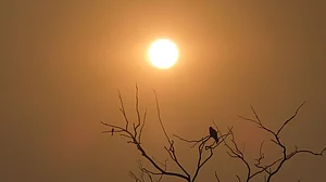 तेजी से बढ़ता तापमान अब 'न्यू नॉर्मल' है, सरकार विकास के नाम पर सब बर्बाद करने पर आमादा
