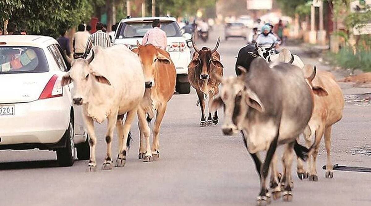 सड़क पर विचरती गायों की तस्वीरें आम हैं