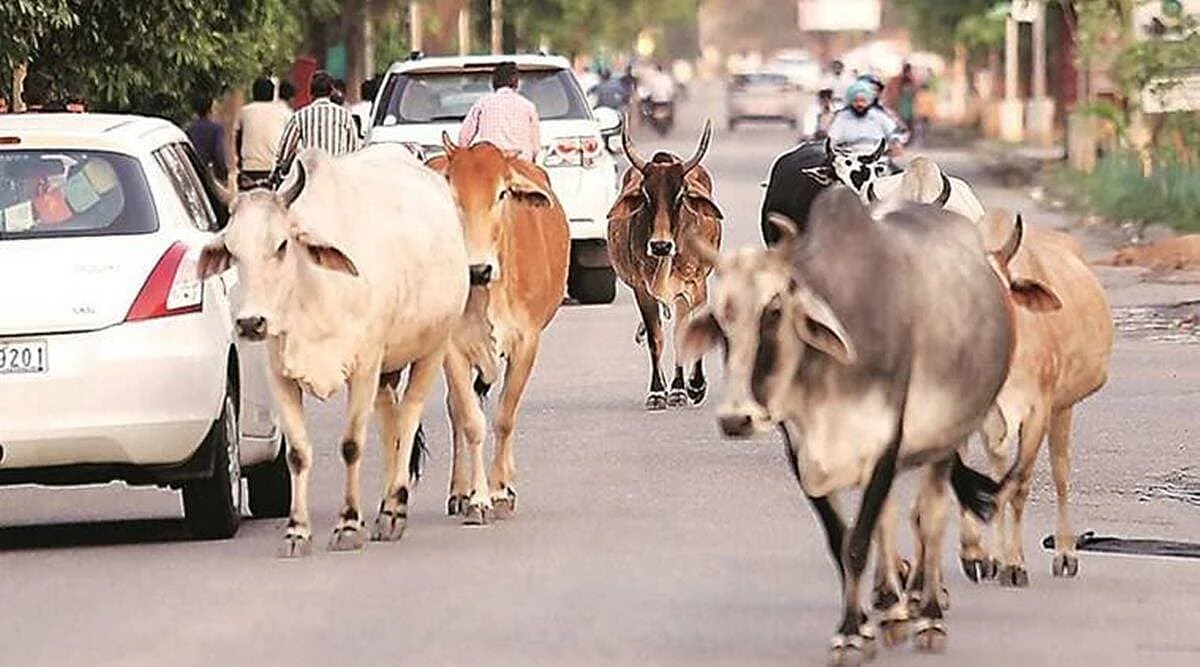 आकार पटेल / अगर गाय पवित्र है, तो फिर कानूनन क्यों नहीं कह दिया जाता इसे 'राष्ट्रीय पशु'