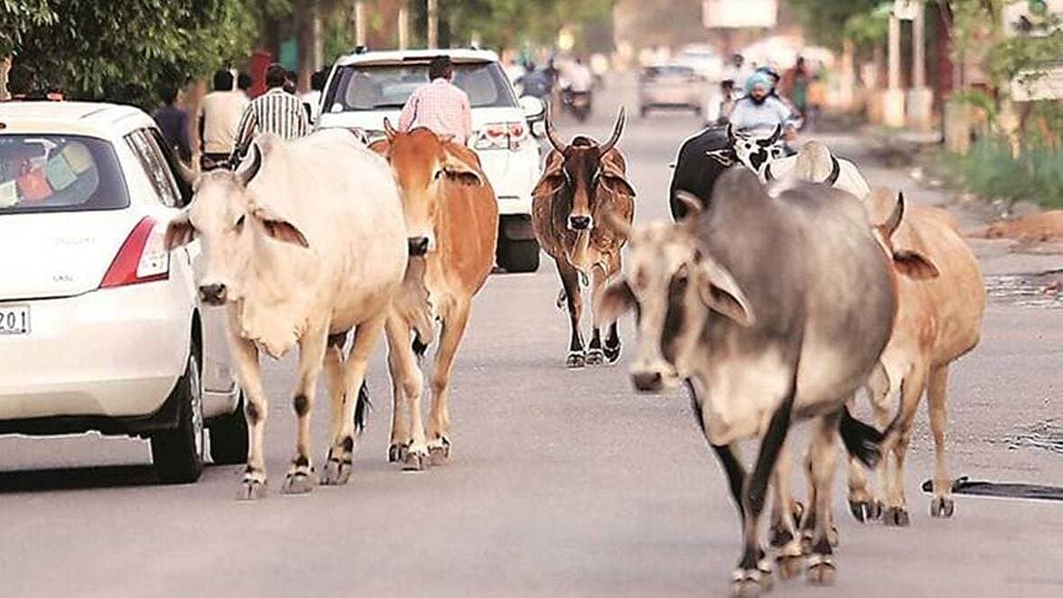 सड़क पर विचरती गायों की तस्वीरें आम हैं