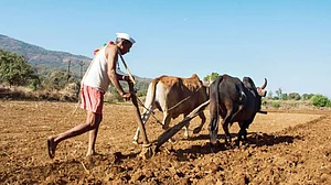 महाराष्ट्रः कर्ज माफी के चक्रव्यूह में उलझा किसान, एक बार फिर सरकार की योजना से असमंजस में अन्नदाता