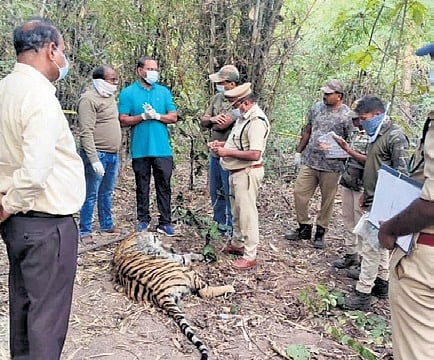 In the forest division limits, around 50 cattle have so far been killed. Such cases create fear in the minds of locals, who fear that they could be killed any time.