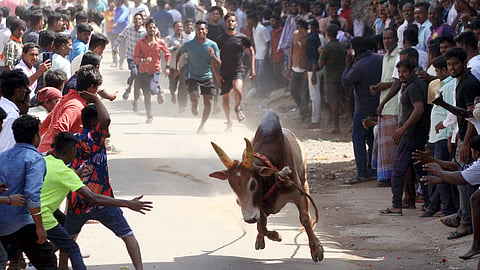 Manju virattu being held at Kilarasampattu village in Vellore district in Tamil Nadu. 