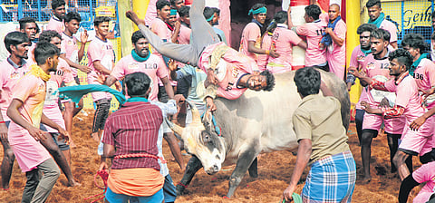 Around 840 bulls went through the vaadivasal and around 40 people sustained injuries during the jallikattu event held in Palamedu of Madurai on Tuesday. 