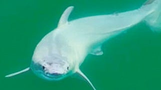 Newborn great white, filmed
off the California coast 