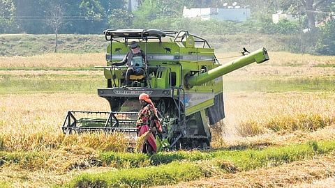 The price of BPT variety of rice is likely to increase again owing to high demand. As of Wednesday, the price for the variety has neared Rs 1,800 per bag. 
