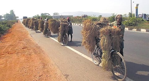 Farmers carrying their cropped paddy on bicycles to mandis in Kendrapara. 
