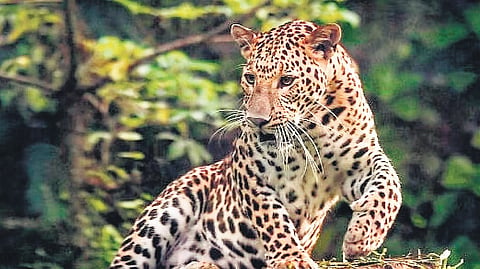leopard
