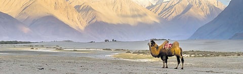 Desert landscapes hold a special place on every traveller’s bucket list, offering a distinctive blend of rugged beauty, cultural richness and unparalleled serenity. 