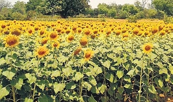 Sunflower field.