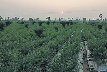 Sources said that two more units will be set up at Kallurigudem village in Vemsoor mandal and Konijerla mandal.