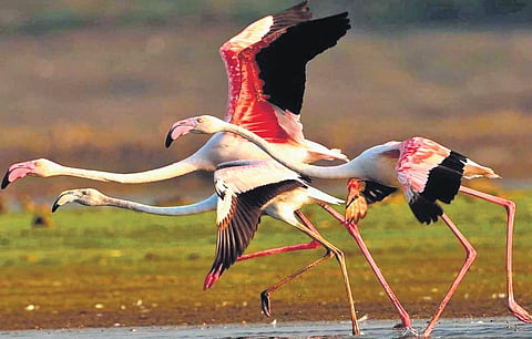 Greater flamingo.