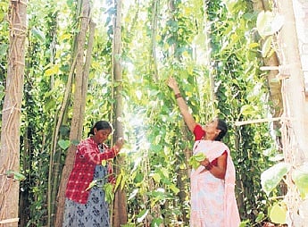 A betel farm near Gajendragad in Gadag district