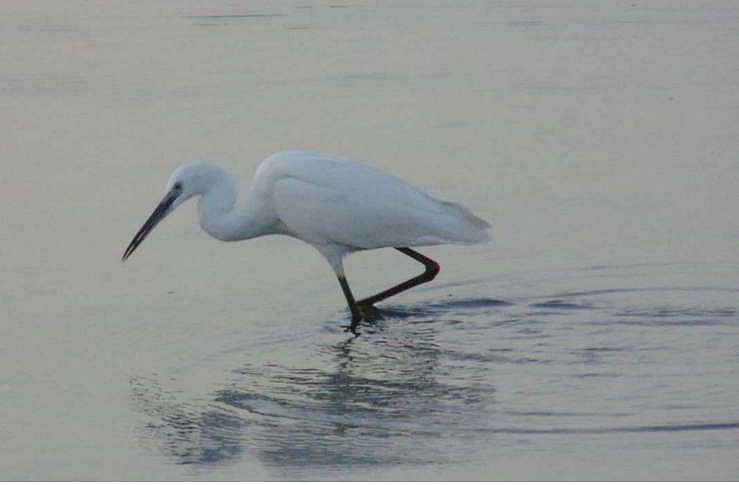 98 bird species spotted in survey at Kousika river