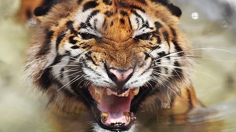 
Tigers in India have been photographed in high-altitude mountains rarely seen before.
