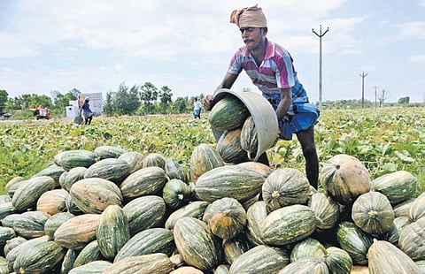 A sum of Rs 5 crore allocated for the cultivation of medicinal crops | Express