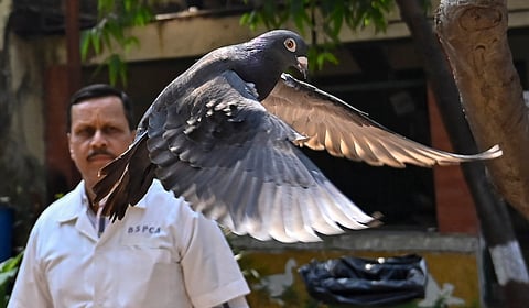 The pigeon was captured eight months back near a port after being suspected to be a Chinese spy (Photo | AP)