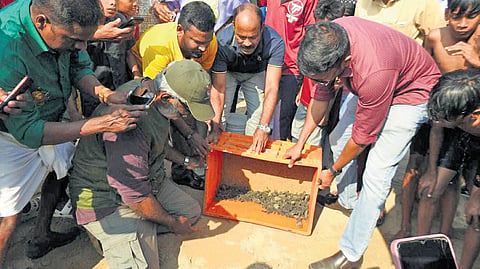 Activists and forest officials releasing Olive Ridley turtle hatchlings at Blangad beach in Thrissur on Saturday