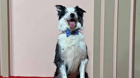Messi, the canine star of 'Anatomy of a Fall'