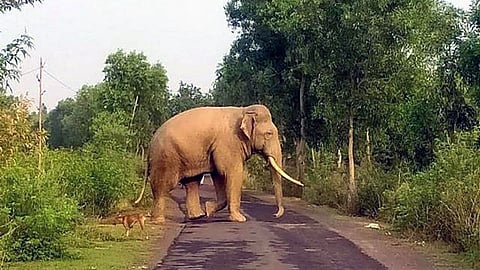 Man died in wild elephant attack in Wayanad 