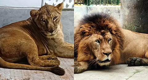 The lioness ‘Sita’ and lion ‘Akbar’ kept at Bengal Safari Park in Siliguri