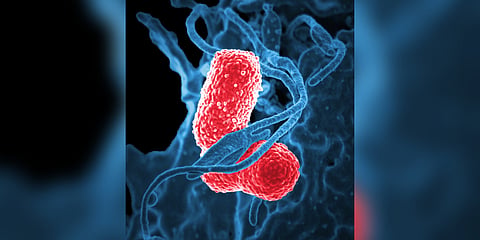 Fighting disease-causing bacteria