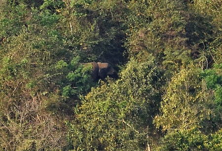 Image of a forest area in Wayanad used for representational purposes. 