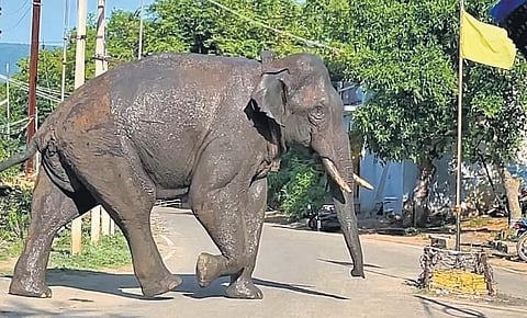  At present, the tusker is moving in and around Upper Kodaiyar dam site. Its movement is monitored through the signals obtained from the radio collar fixed on it