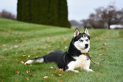 Breeding of double-coated dogs may be prohibited in TN