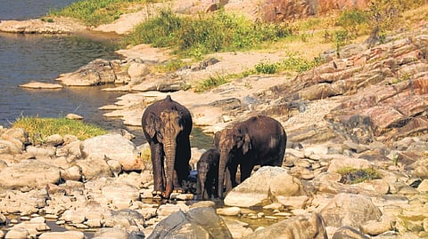 Bargur hills are interconnected with Kollegal forests in Karnataka and the Nilgiris in Tamil Nadu. 