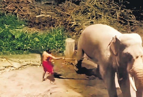 A video grab shows a mahout 
beating an elephant at Guruvayur.