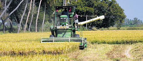 Farmers harvesting samba paddy near Tiruchy. 
