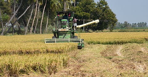 Farmers harvesting samba paddy near Tiruchy 