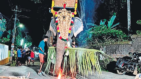 According to activists, mahouts use metal rods to pierce the flesh and cause damage to the bones and ligaments to make the elephant docile.