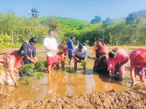Perunad grama panchayat president P S Mohanan and others at the paddy 
filed in the valley of Bethany Mount in the panchayat