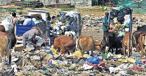 The ill-maintained garbage transfer station also attracts stray cattle which cause trouble to motorists travelling from Perumbakkam to Pallikaranai 