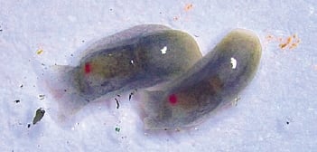 Melanochlamys Droupadi