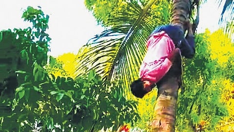 Ishwar 
Jidagannavar(22) 
from Shirahatti 
climbs a coconut 
tree upside down 
